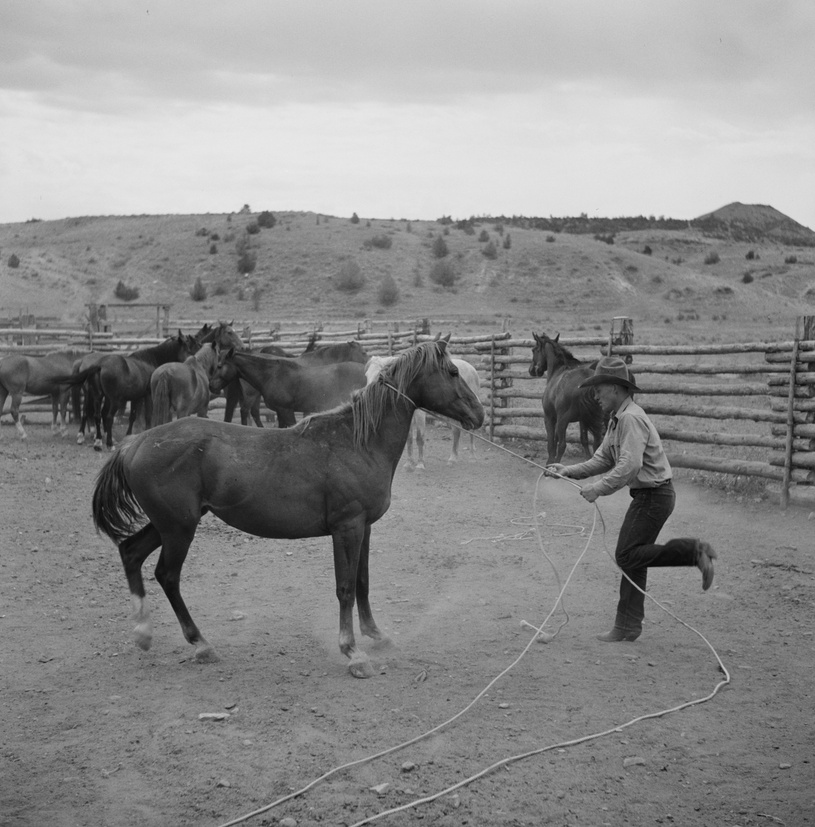 Catching, roping and tying horses in the corral to remove their shoes by Marion Post Wolcott, 1941, Prints & Photographs Division, Library of Congress, LC-USF34-058572-E.